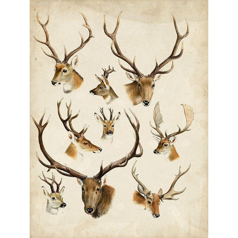 Western Animal Species II White Modern Wood Framed Art Print by Unknown