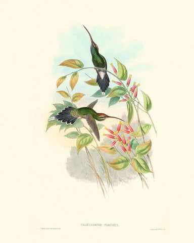 Hummingbird Delight I Black Ornate Wood Framed Art Print with Double Matting by Gould, John