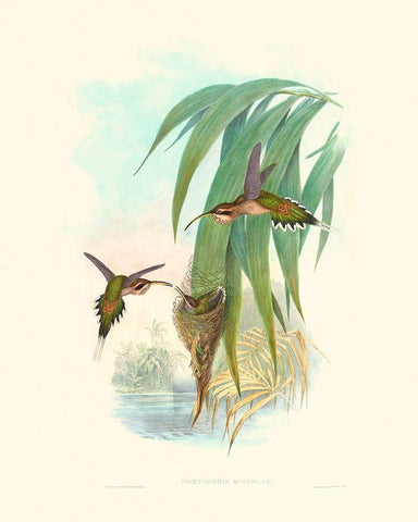 Hummingbird Delight III White Modern Wood Framed Art Print with Double Matting by Gould, John