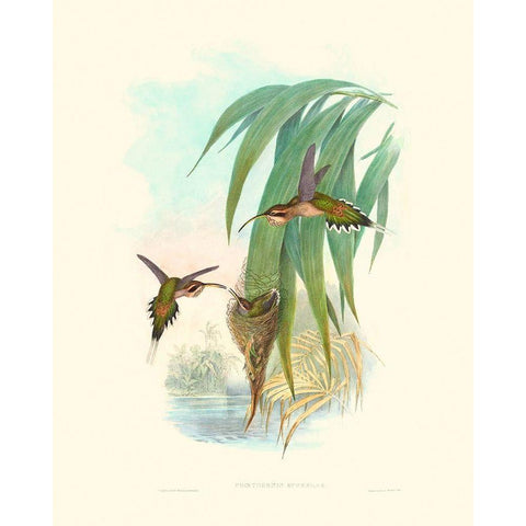Hummingbird Delight III Black Modern Wood Framed Art Print with Double Matting by Gould, John