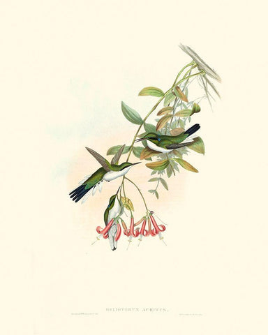 Hummingbird Delight V White Modern Wood Framed Art Print with Double Matting by Gould, John