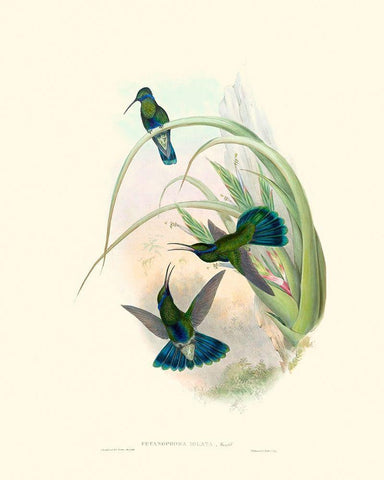 Hummingbird Delight VI Black Ornate Wood Framed Art Print with Double Matting by Gould, John