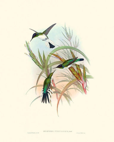 Hummingbird Delight VII White Modern Wood Framed Art Print with Double Matting by Gould, John