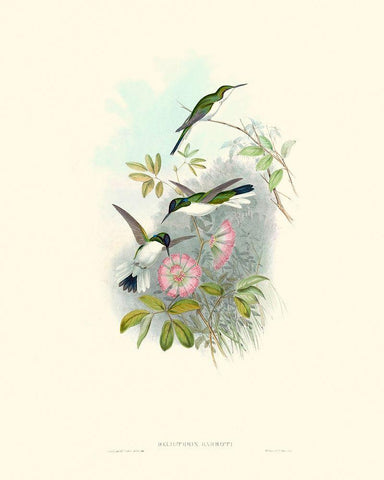 Hummingbird Delight VIII Black Ornate Wood Framed Art Print with Double Matting by Gould, John