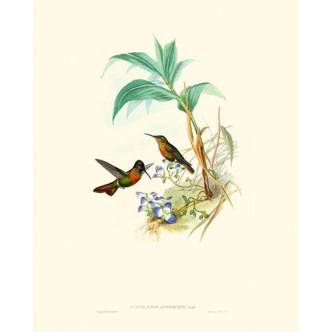Hummingbird Delight X Black Modern Wood Framed Art Print with Double Matting by Gould, John