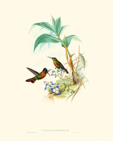 Hummingbird Delight X Black Ornate Wood Framed Art Print with Double Matting by Gould, John