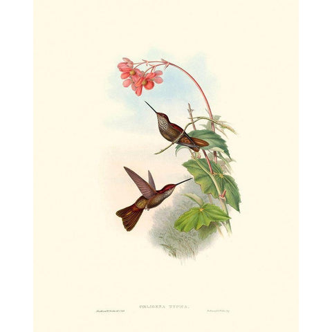 Hummingbird Delight XI Black Modern Wood Framed Art Print with Double Matting by Gould, John