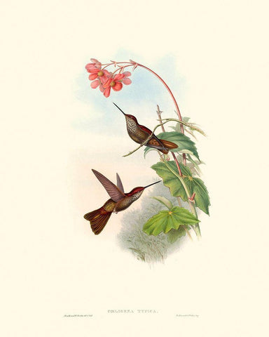 Hummingbird Delight XI White Modern Wood Framed Art Print with Double Matting by Gould, John