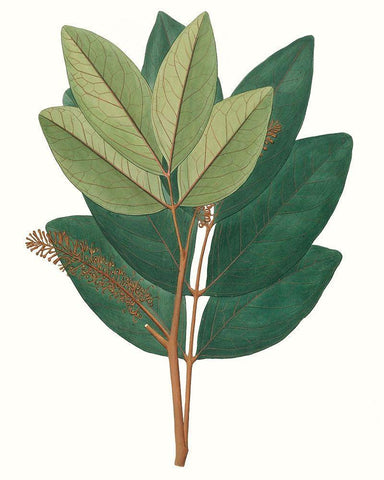 Fall Foliage IV White Modern Wood Framed Art Print with Double Matting by Unknown