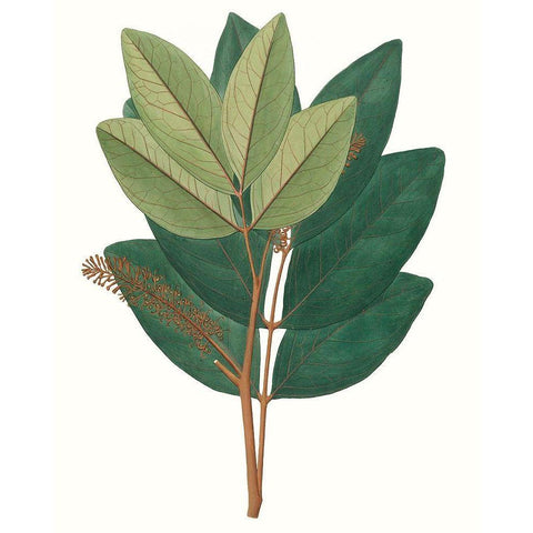 Fall Foliage IV Black Modern Wood Framed Art Print by Unknown