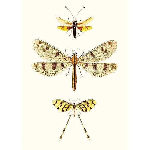 Entomology Series I White Modern Wood Framed Art Print by Blanchard