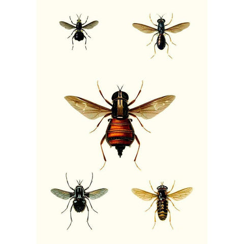 Entomology Series III Black Modern Wood Framed Art Print with Double Matting by Blanchard