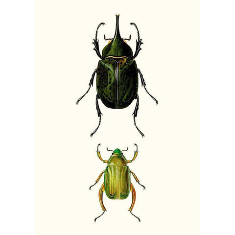 Entomology Series IV Black Modern Wood Framed Art Print with Double Matting by Blanchard