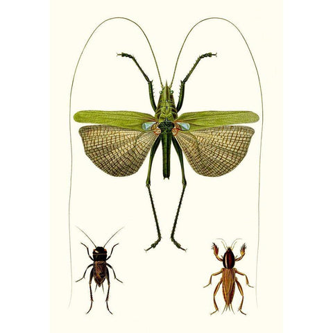 Entomology Series V White Modern Wood Framed Art Print by Blanchard