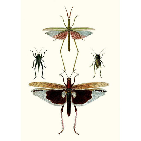 Entomology Series VI White Modern Wood Framed Art Print by Blanchard