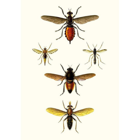 Entomology Series IX White Modern Wood Framed Art Print by Blanchard