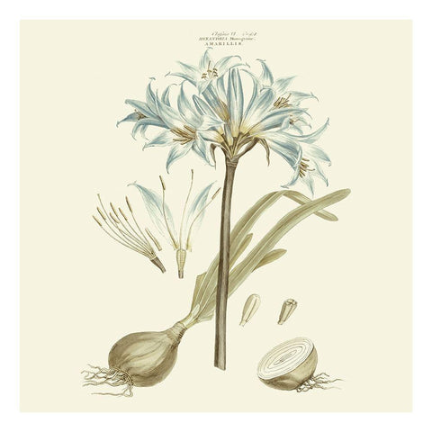 Custom Bashful Blue Florals II White Modern Wood Framed Art Print with Double Matting by Miller, John