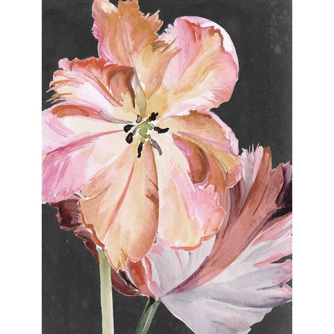 Pastel Parrot Tulips II Black Modern Wood Framed Art Print with Double Matting by Parker, Jennifer Paxton