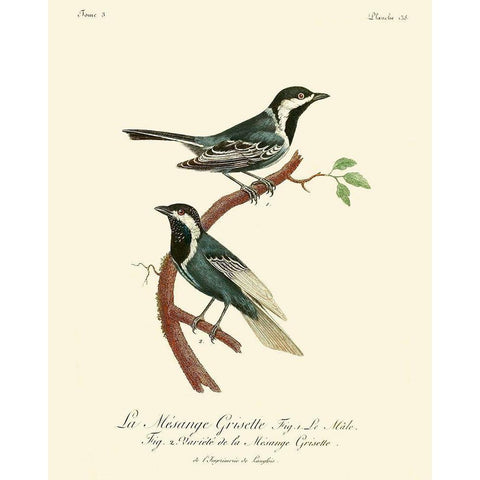 Vintage French Birds III White Modern Wood Framed Art Print by de Langlois