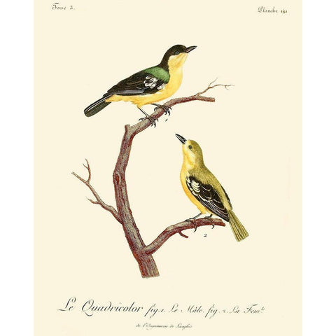 Vintage French Birds V White Modern Wood Framed Art Print by de Langlois