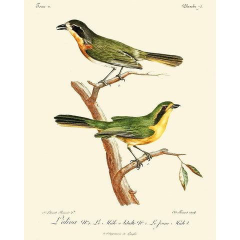 Vintage French Birds VI White Modern Wood Framed Art Print by de Langlois
