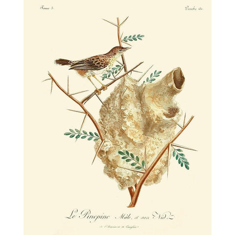 Vintage French Birds VIII White Modern Wood Framed Art Print by de Langlois