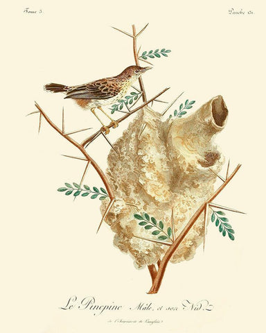 Vintage French Birds VIII White Modern Wood Framed Art Print with Double Matting by de Langlois