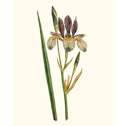 Antique Iris I Black Modern Wood Framed Art Print with Double Matting by Curtis