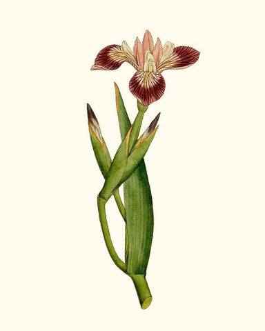 Antique Iris II White Modern Wood Framed Art Print with Double Matting by Curtis