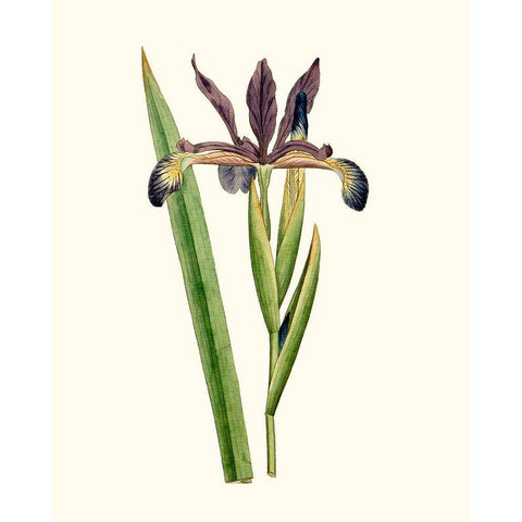 Antique Iris III Black Modern Wood Framed Art Print with Double Matting by Curtis