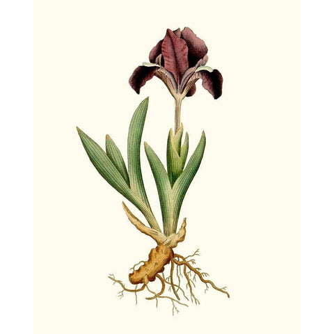 Antique Iris IV Black Modern Wood Framed Art Print with Double Matting by Curtis