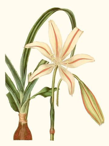 Antique Amaryllis I White Modern Wood Framed Art Print with Double Matting by Curtis