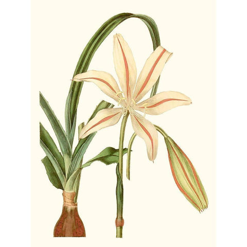 Antique Amaryllis I Black Modern Wood Framed Art Print with Double Matting by Curtis