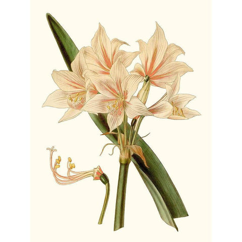 Antique Amaryllis II White Modern Wood Framed Art Print by Curtis