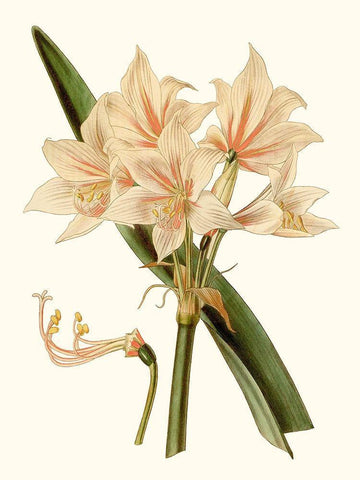 Antique Amaryllis II White Modern Wood Framed Art Print with Double Matting by Curtis