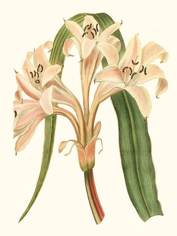 Antique Amaryllis III White Modern Wood Framed Art Print with Double Matting by Curtis