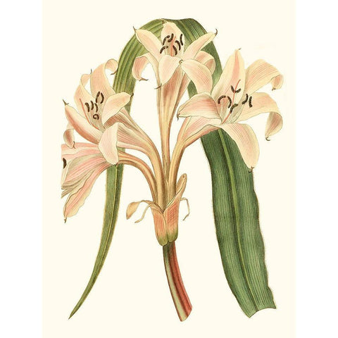 Antique Amaryllis III Gold Ornate Wood Framed Art Print with Double Matting by Curtis