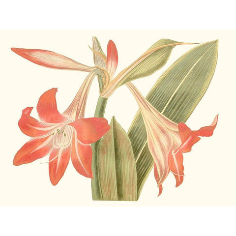 Antique Amaryllis IV White Modern Wood Framed Art Print by Curtis