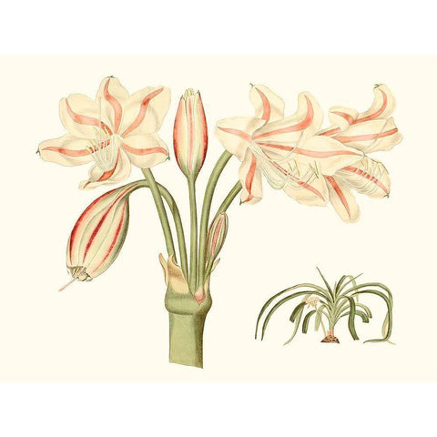 Antique Amaryllis V Gold Ornate Wood Framed Art Print with Double Matting by Curtis