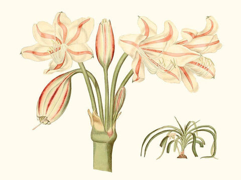 Antique Amaryllis V White Modern Wood Framed Art Print with Double Matting by Curtis