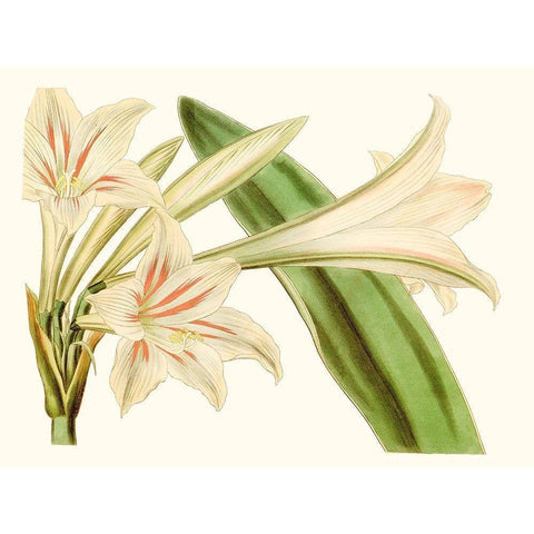 Antique Amaryllis VI Gold Ornate Wood Framed Art Print with Double Matting by Curtis