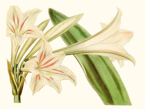 Antique Amaryllis VI White Modern Wood Framed Art Print with Double Matting by Curtis