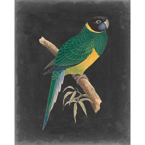 Dramatic Parrots I Gold Ornate Wood Framed Art Print with Double Matting by Vision Studio