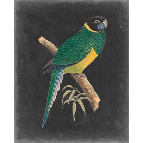 Dramatic Parrots I Black Modern Wood Framed Art Print with Double Matting by Vision Studio