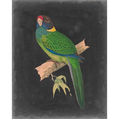Dramatic Parrots II Black Modern Wood Framed Art Print by Vision Studio