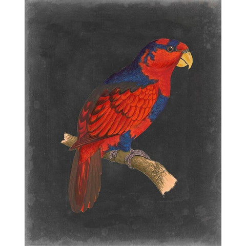 Dramatic Parrots III Black Modern Wood Framed Art Print with Double Matting by Vision Studio