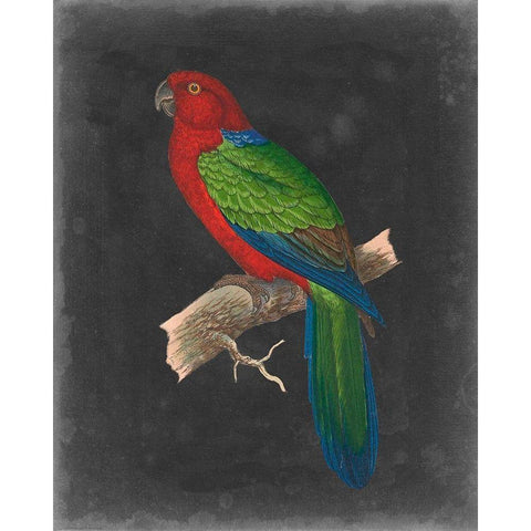 Dramatic Parrots IV White Modern Wood Framed Art Print by Vision Studio