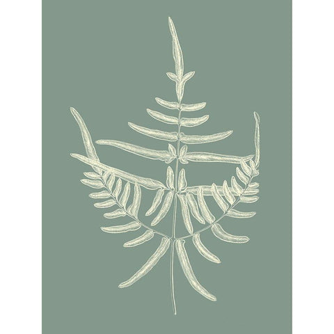 Ferns on Sage I Black Modern Wood Framed Art Print with Double Matting by Vision Studio