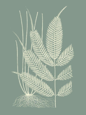 Ferns on Sage II Black Ornate Wood Framed Art Print with Double Matting by Vision Studio