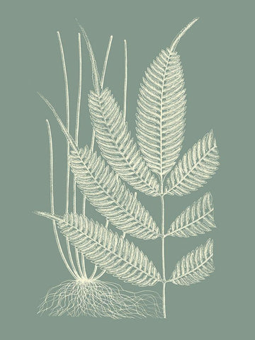 Ferns on Sage II White Modern Wood Framed Art Print with Double Matting by Vision Studio